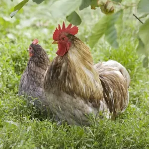 Pekin / Cochin Bantam Chickens cockerel hen Cotswolds UK