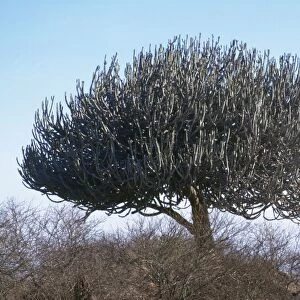 Pencil Cactus / Pencil Bush / Giant Euphorbia Tree, Africa
