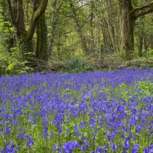 Pendarves Woods - Bluebells - Spring - Cornwall - UK Pendarves Woods - Bluebells - Spring - Cornwall - UK