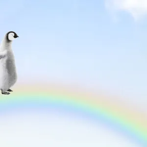 Two Penguin chicks walking, over, a rainbow