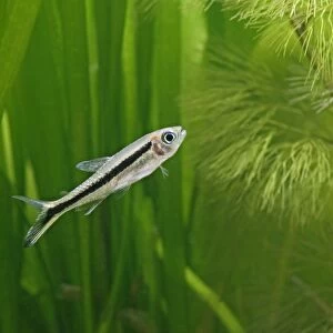 Black emperor tetra – side view, tropical freshwater