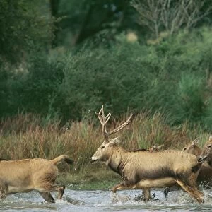 Pere David's Deer - running in water - extinct in wild - National Zoological Gardens - Pretoria - S. Africa