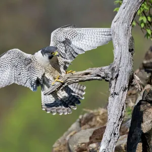 Peregrine Falcon - adult. Connecticut in May