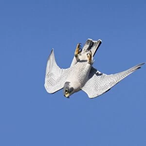Peregrine Falcon - adult, CT in November, USA