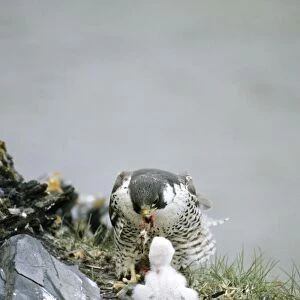 Peregrine Falcon - adult feeds a chick in the nest (a single chick because of the bad year due to the lack of lemmings as food, a natural fluctuation) a typical nest on a rocky bank of river Maksimovka, Taimyr peninsula, North of Siberia