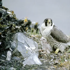 Peregrine Falcon - adult warms a chick after feeding him in the nest (a single chick because of the bad year due to the lack of lemmings as food, a natural fluctuation), a typical nest on a rocky bank of river Maksimovka, Taimyr peninsula