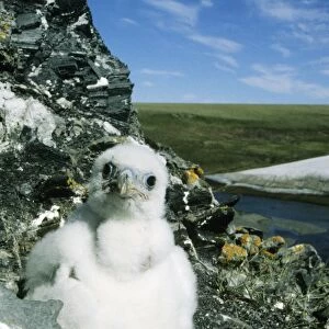 Peregrine Falcon - chick in the nest (a single chick because of the bad year due to the lack of lemmings as food, a natural fluctuation), typical nest on a rocky bank of river Maksimovka, Taimyr peninsula, North of Siberia