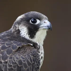 Peregrine Falcon - close-up of single immature bird. England, UK