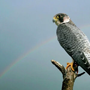 Peregrine Falcon - with rainbow behind. Pont de Gau Bird Park - Camargue - Bouche du Rhone - Provence - PACA - France