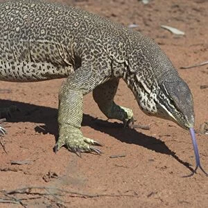 Perentie Goanna / Perenty Monitor Lizard - Largest Goanna in Australia. Second largest in the world. Grows up to 2. 5m. To this day a favourite food of Australian aborigines In outback Australian habitat near Lajamanu on the northern edge