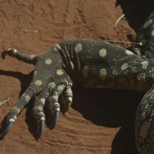 Perentie Goanna / Perenty Monitor Lizard Close up of foot Alice Springs, Nthn Territory, Australia