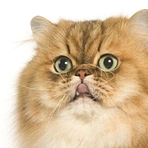 Persian Cat - Golden shade - close-up of face