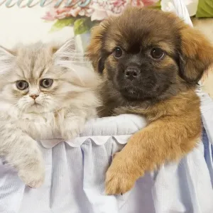 Persian Cat with Tibetan Spaniel puppy Persian Cat with Tibetan Spaniel puppy