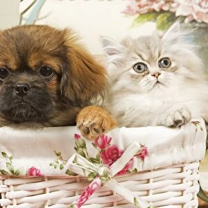 Persian Cat with Tibetan Spaniel puppy in basket