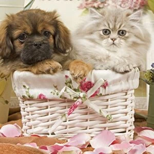 Persian Cat with Tibetan Terrier puppy
