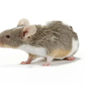 Pet Mouse - in studio