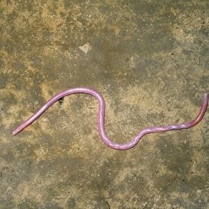 Peter's Thread / Peter's Worm Snake