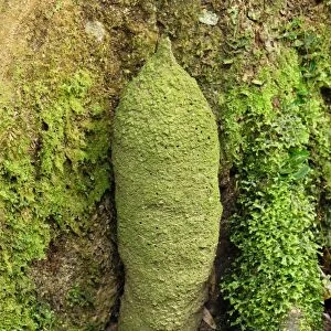 Phallus Termite - Danum Valley Conservation Area - Sabah - Borneo - Malaysia
