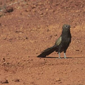 Pheasant Coucal - Approaching a pool for a drink. A very large cuckoo differing from other cuckoos in making its own nest. At Lajamanu, an aboriginal community on the edge of the Tanami Desert. Northern Territory, Australia