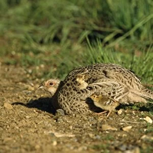 Pheasant - female & chicks