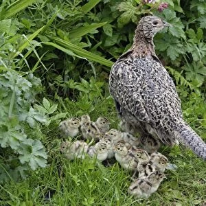 Pheasant - Hen with chick on road-side verge Northumberland, England
