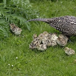 Pheasant - Hen with chicks feeding in garden Northumberland, England