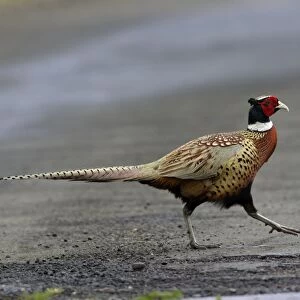 Pheasant-male crossing road, Northumberland UK