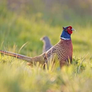 Pheasant Male and Female Norfolk UK