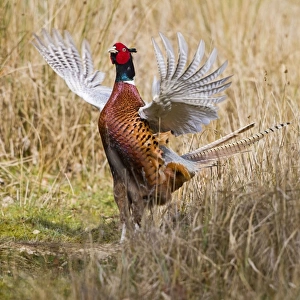 Pheasant - male wing flapping display in meadow - Bedfordshire UK 11481
