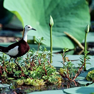 Pheasant-tailed Jacana / Lotus Bird / Lily Trotter - male at nest - Sri Lanka