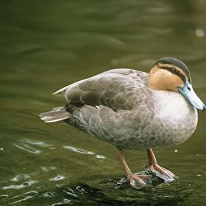 Philippine Duck