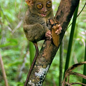 Philippine Tarsier, adult, about to eat a Giant Malaysian Click Beetle, one of its favourite preys, in dense secondary tropical rainforest near PTFI (Philippine Tarsier Foundation Incorporated)