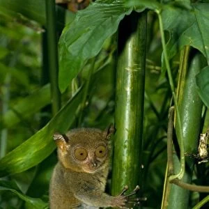 Philippine Tarsier, adult, moves swiftly in dense secondary tropical rainforest (bamboo undergrowth) in early morning, Bohol, Philippines. February Ph41. 0497