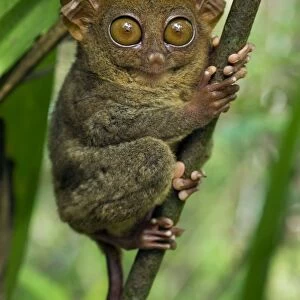 Philippine Tarsier hides and rests during daytime on his "perching site" in a typical habitat of undergrowth in a dense secondary tropical rainforest near PTFI (Philippine Tarsier Foundation Incorporated)