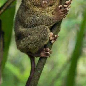 Philippine Tarsier hides and rests during daytime on his "perching site" in a typical habitat of undergrowth in a dense secondary tropical rainforest near PTFI (Philippine Tarsier Foundation Incorporated)