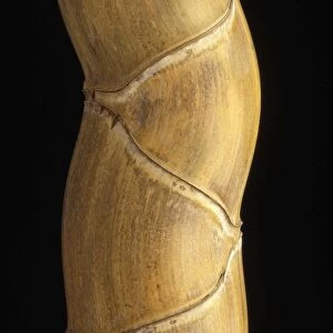 Phyllostachys pubescens h. "Kikko". Rare and apreciated variety of bamboo