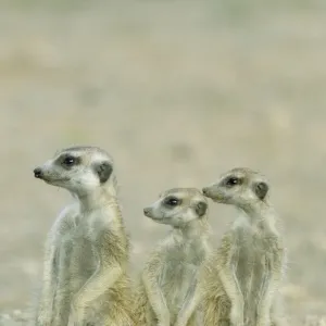 Picture No. 10761565 Picture No. 10761565