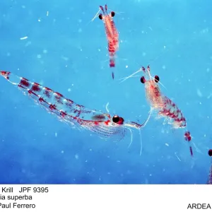 Picture No. 10852263 Picture No. 10852263