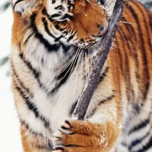 Picture No. 10867019 Picture No. 10867019