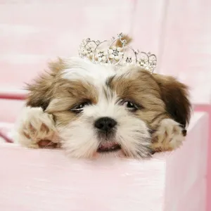Tiara teddy on sale bear dog