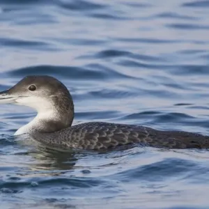 Picture No. 10876401 Picture No. 10876401