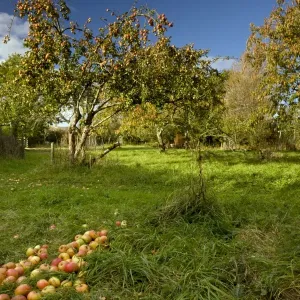 Picture No. 10887176 Picture No. 10887176