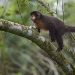 Agile Gibbon / Black-handed Gibbon in Tanjung Puting