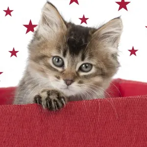 Picture No. 10899328 Picture No. 10899328