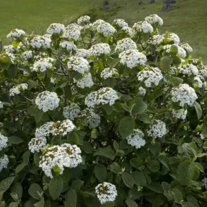 Picture No. 10899519 Picture No. 10899519