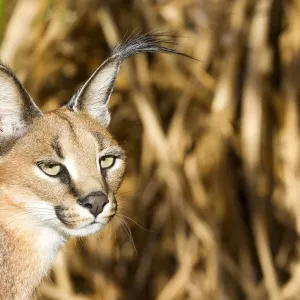 9-Week-Old Caracal Cub in Captivity, Spain. Art Prints