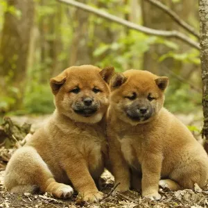 Picture No. 10922339 Picture No. 10922339