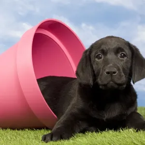 Picture No. 10922371 Picture No. 10922371
