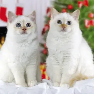 Picture No. 10922435 Picture No. 10922435