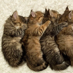 Collections: Kittens